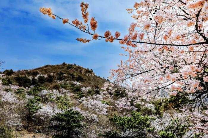 湖北春季(3月-4月)赏花地图