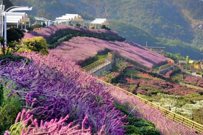 新津花舞人间旅游攻略 附门票价格及交通指南