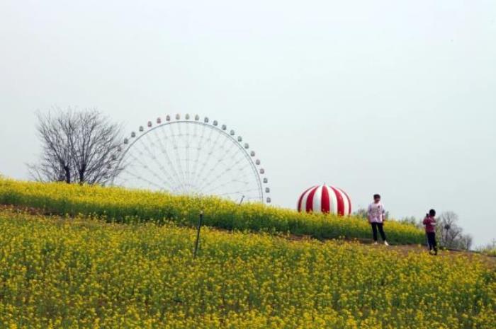 泰山花海