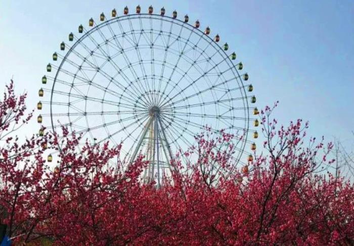 泰山花海