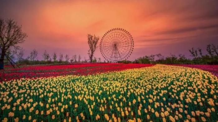 泰山花海