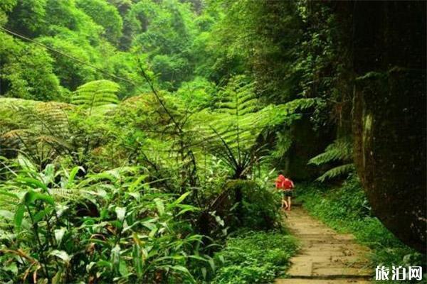 犍为嘉阳桫椤湖景区