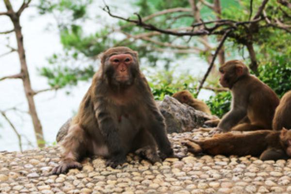 老猴岛旅