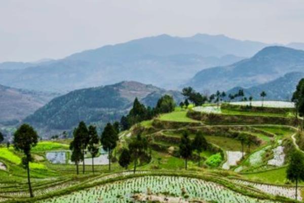 茗岙梯田