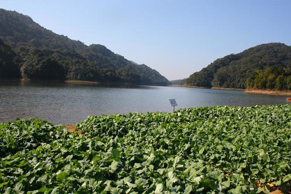 黄龙湖森林公园