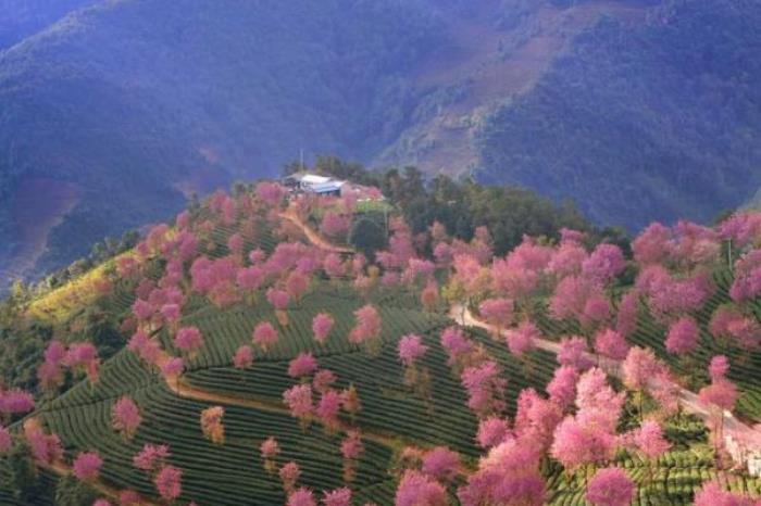 无量山樱花谷