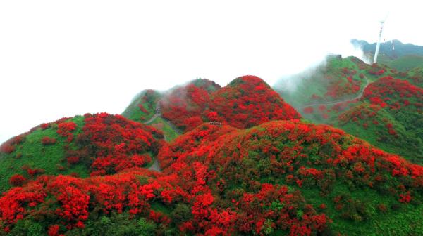 太阳坪映山红景区