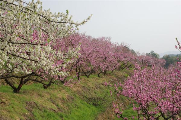 桃花冲森林公园