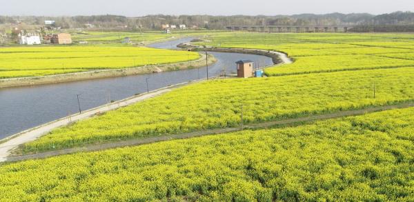 紫海田园