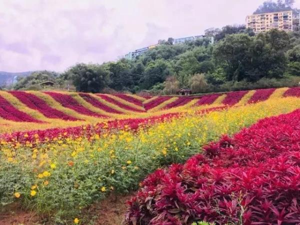 清溪谷旅游区花田酒地景区